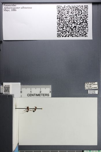 Media type: image; Entomology 523580